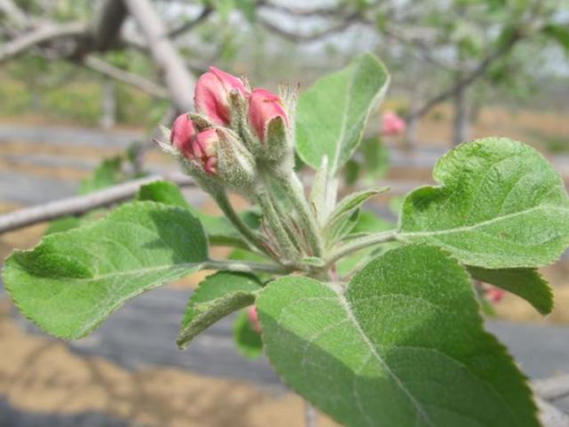 苹果树最新促花技术揭秘