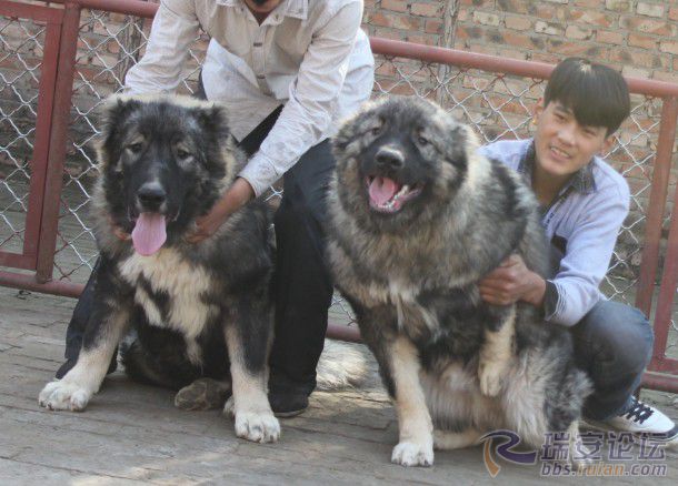 九江犬业最新种公犬，卓越品质与血统的完美结合